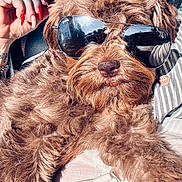 Clarence is registered to the contest to win money with this photo: dog, sunglasses, brown_fur, fluffy, pet, relaxed, human_hand, manicure, nails, reflection, casual, indoor, portrait, cute, animal, close_up, fashion, accessory, comfort, companion