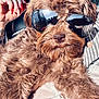 dog, sunglasses, brown_fur, fluffy, pet, relaxed, human_hand, manicure, nails, reflection, casual, indoor, portrait, cute, animal, close_up, fashion, accessory, comfort, companion