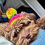 dog, brown_dog, knit_hat, colorful_hat, pom_pom, resting, sleepy, close_up, furry, pet, companion, human, denim, jeans, cozy, indoor, casual, relaxed, animal, friendship