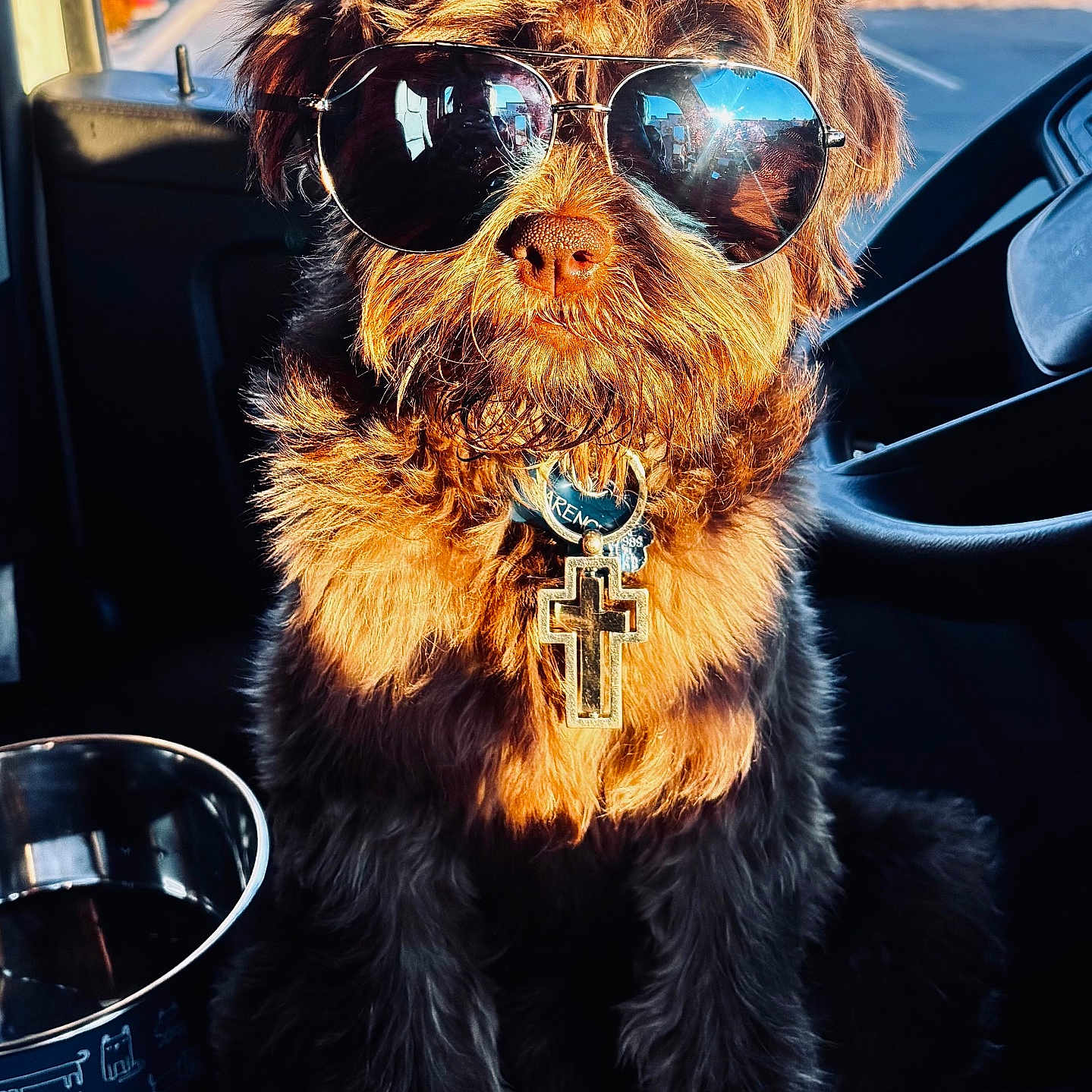 Clarence joined the competition — help win amazing prizes! accessory, animal, brown_fur, closeup, collar, cool, cross_pendant, curly_fur, cute, dog, fashion, inside_car, metal_bowl, pet, portrait, reflection, seat, sunglasses, sunlight, window