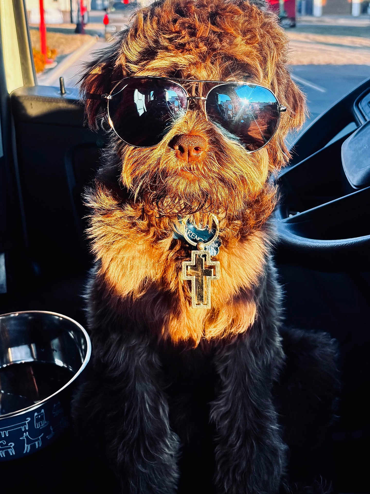 Clarence joined the competition — help win amazing prizes! dog, sunglasses, cross_pendant, curly_fur, pet, inside_car, sunlight, reflection, metal_bowl, collar, portrait, cute, animal, brown_fur, accessory, fashion, closeup, seat, window, cool