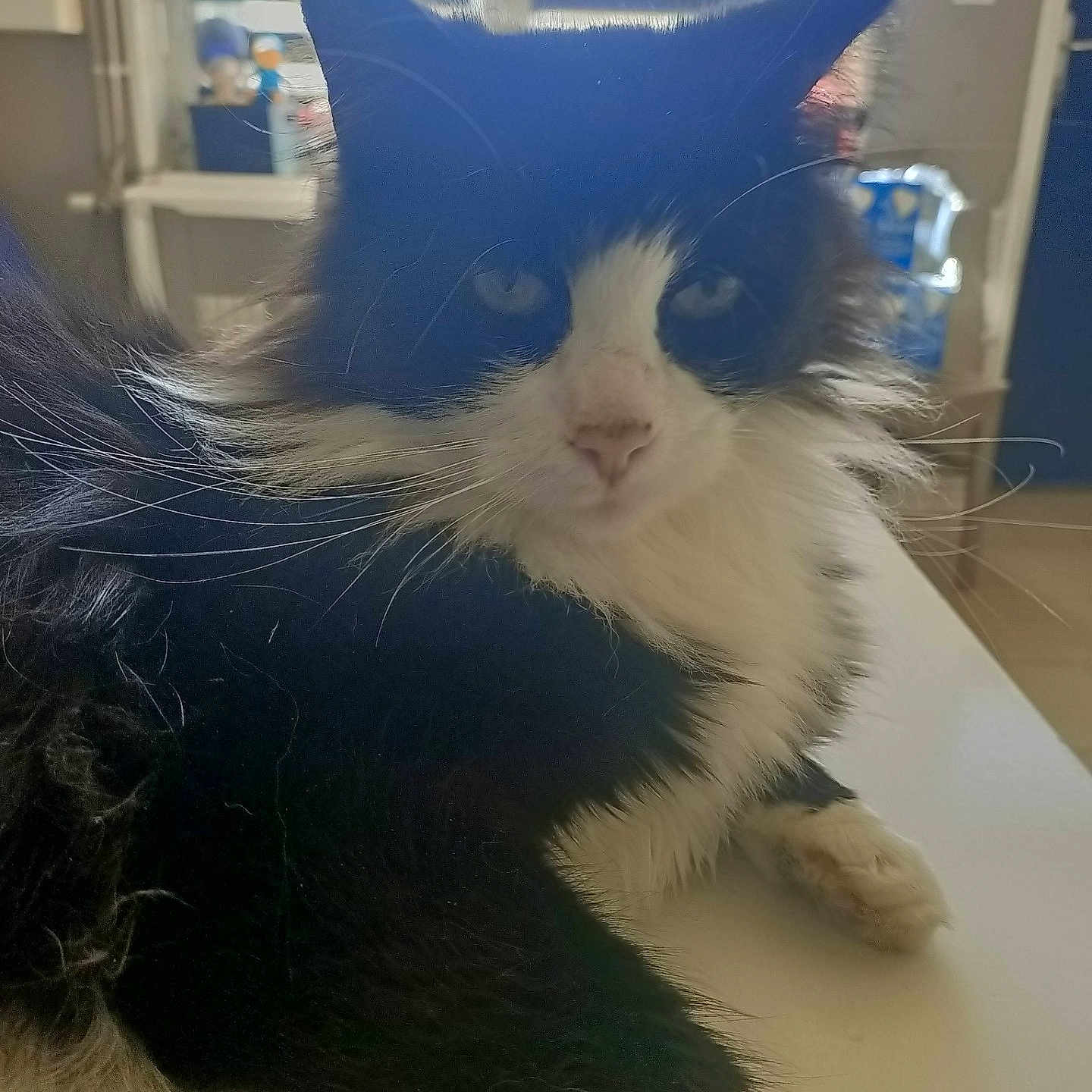 Tom
