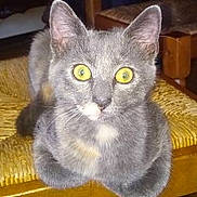 Mitsy participe au concours pour gagner de l'argent avec cette photo : asian, australian_mist, british_shorthair, burmese, carnivoran, cat, cat_like_mammal, chartreux, domestic_short_haired_cat, european_shorthair, fauna, fur, kitten, korat, nebelung, russian_blue, small_to_medium_sized_cats, snout, whiskers