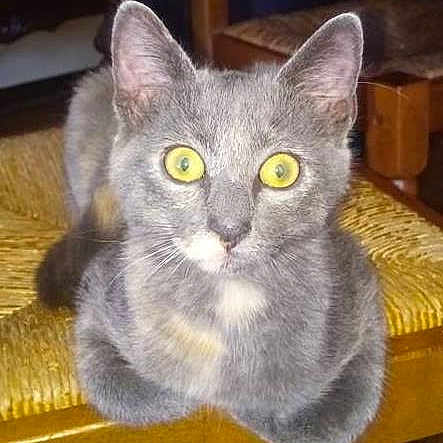 Mitsy