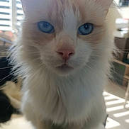 Tim a rejoint le concours — aidez-le/la à gagner de superbes lots ! cat, blue_eyes, fluffy, close_up, indoor, window_blinds, household, pet, whiskers, pink_nose, feline, fur, portrait, domestic_animal, curious, sitting, animal_face, soft_light, background_blur, looking