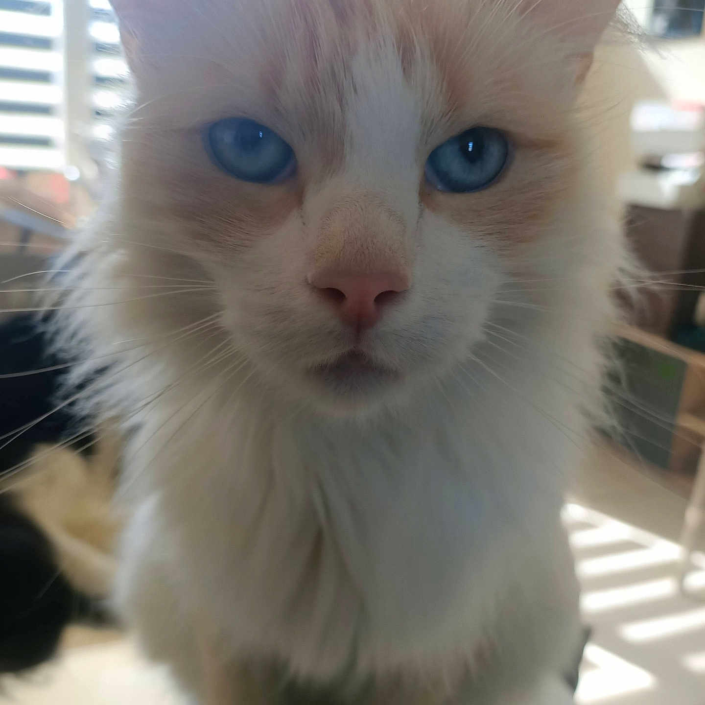 Tim