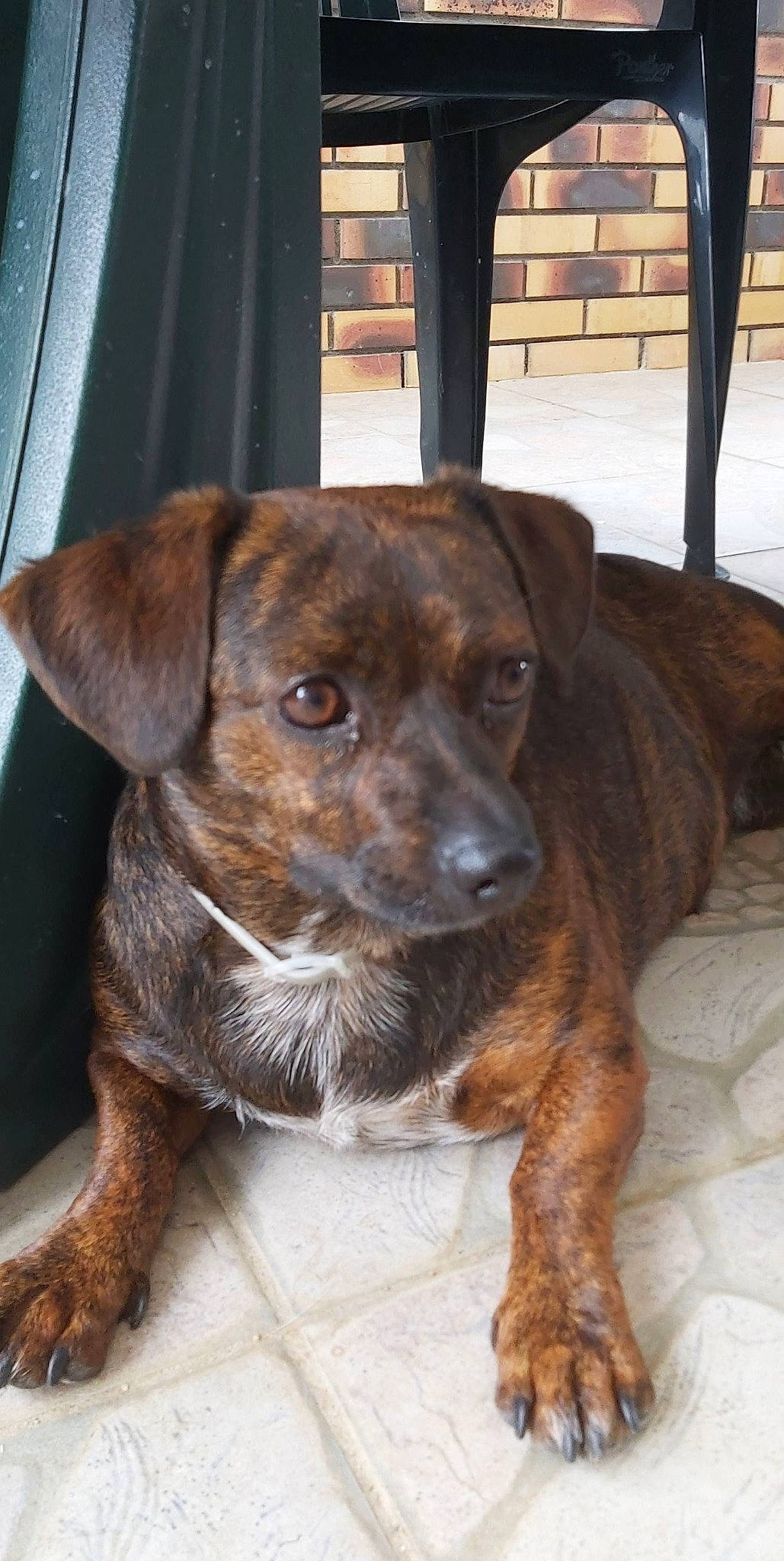 Coffee a rejoint le concours — aidez-le/la à gagner de superbes lots ! canidae, carnivore, companion_dog, dog, dog_breed, feist, mammal, mountain_cur, patterdale_terrier, plott_hound, potcake_dog, puppy, rare_breed_dog, snout, sporting_group, treeing_tennessee_brindle, vertebrate, whiskers