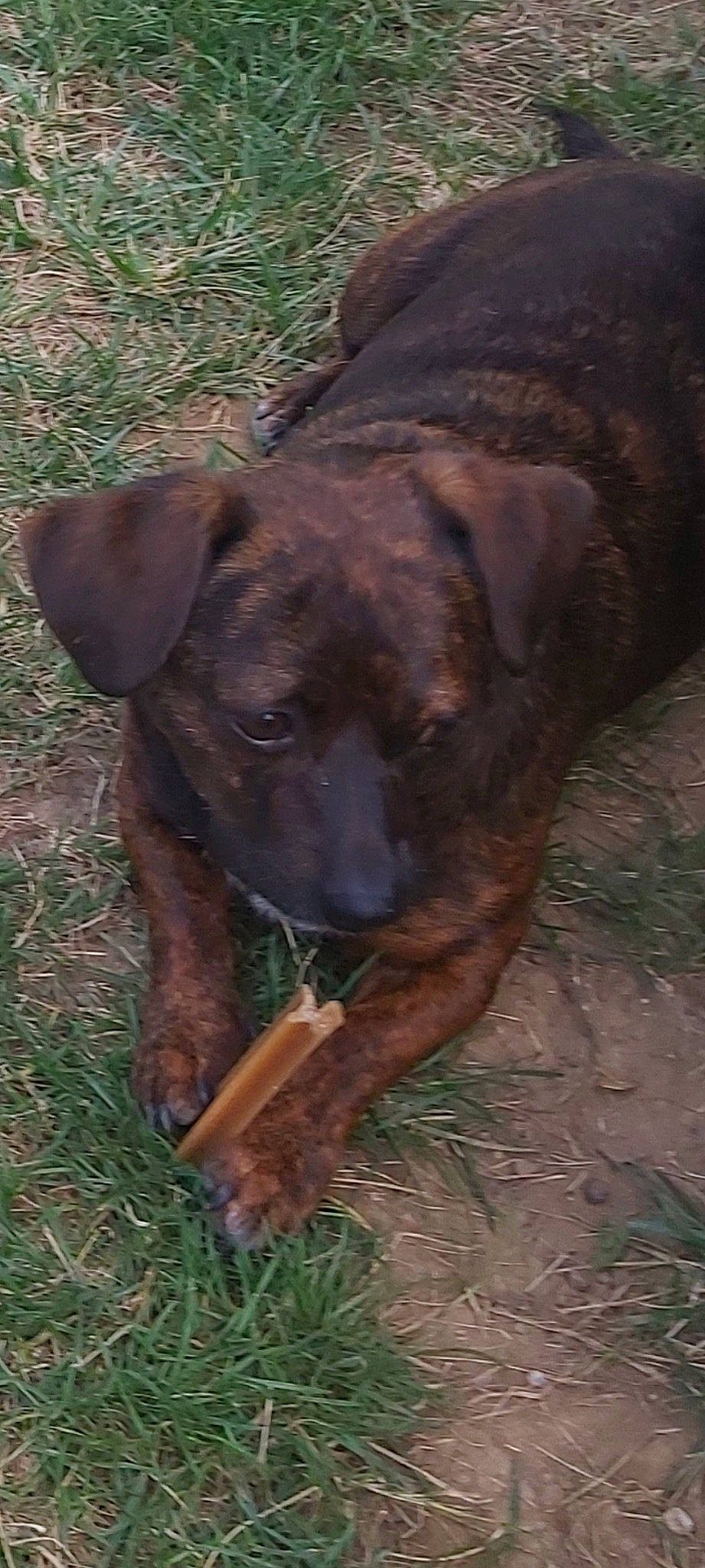 Coffee a rejoint le concours — aidez-le/la à gagner de superbes lots ! canidae, carnivore, dog, dog_breed, fawn, mammal, mountain_cur, plott_hound, snout, sporting_group, treeing_tennessee_brindle, vertebrate