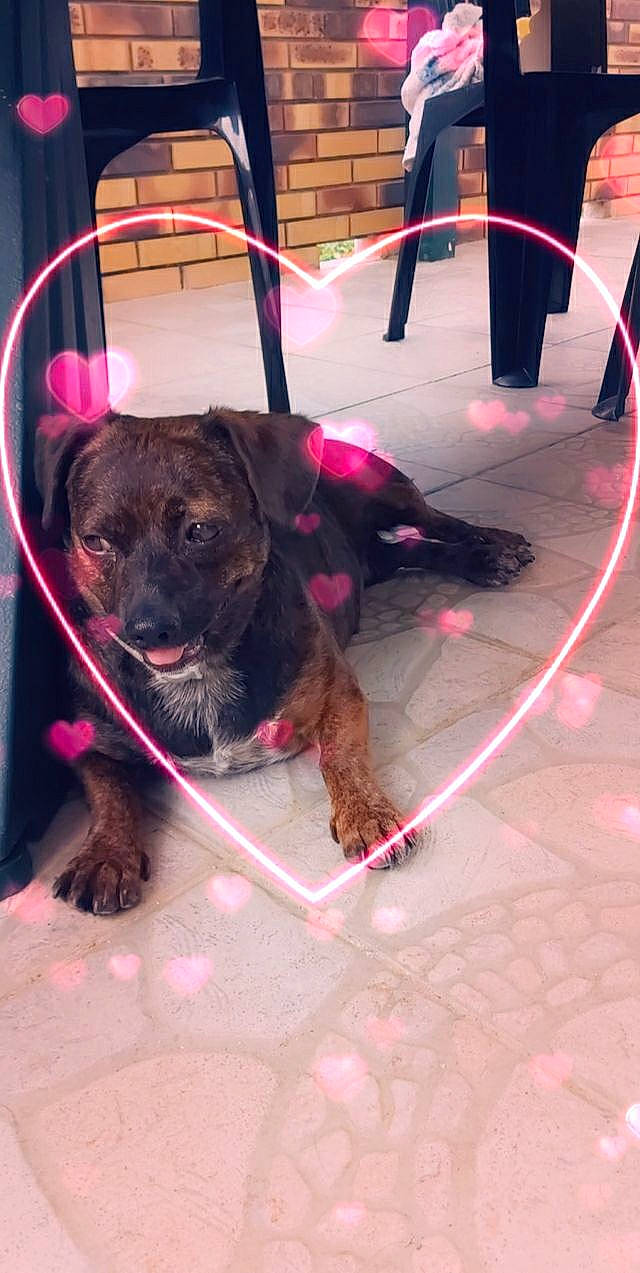 Coffee participe au concours pour gagner de l'argent avec cette photo : american_pit_bull_terrier, border_terrier, canidae, carnivore, dog, dog_breed, fawn, leash, non_sporting_group, puppy, snout, sporting_group