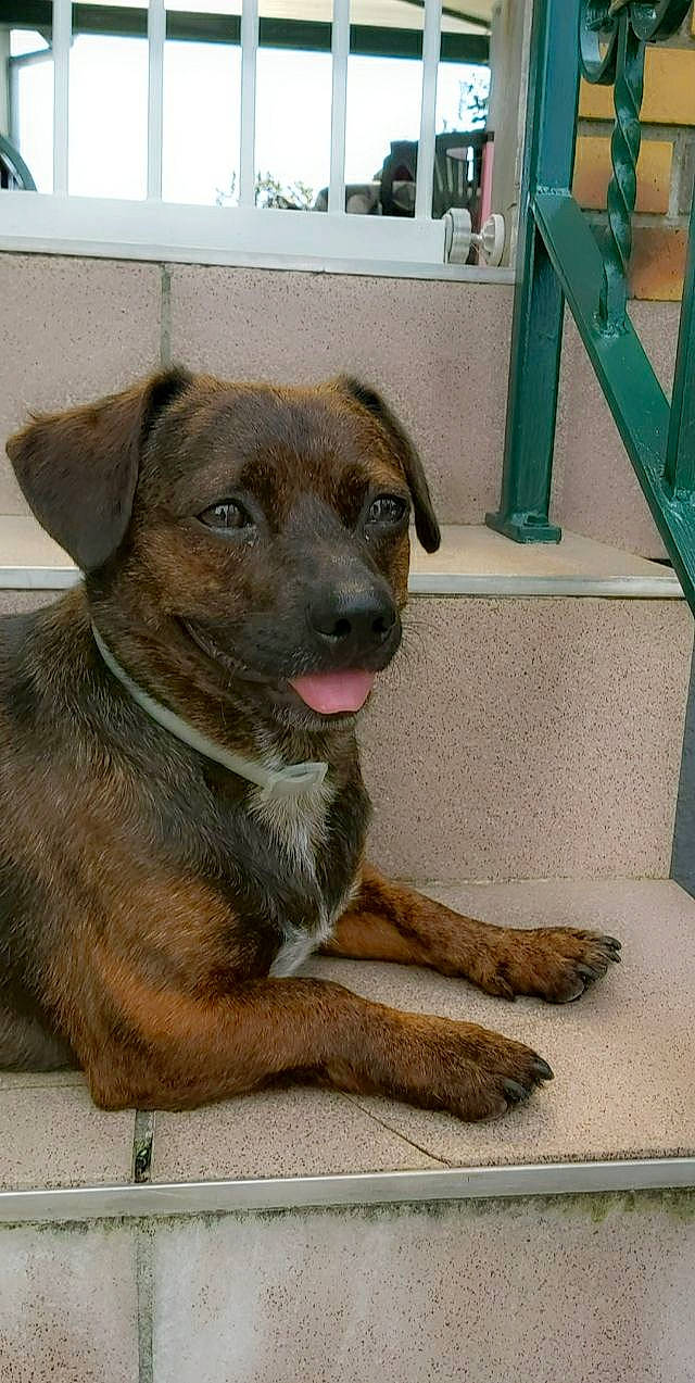 Coffee participe au concours pour gagner de l'argent avec cette photo : canidae, carnivore, dog, dog_breed, fawn, mammal, potcake_dog, puppy, rare_breed_dog, snout, street_dog, vertebrate, whiskers