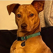 Quinn is registered to the contest to win money with this photo: alert, animal, brown_fur, canine, closeup, collar, companion, couch, curtain, dog, domestic, ears, face, fur, house, indoor, looking, pet, portrait, sitting