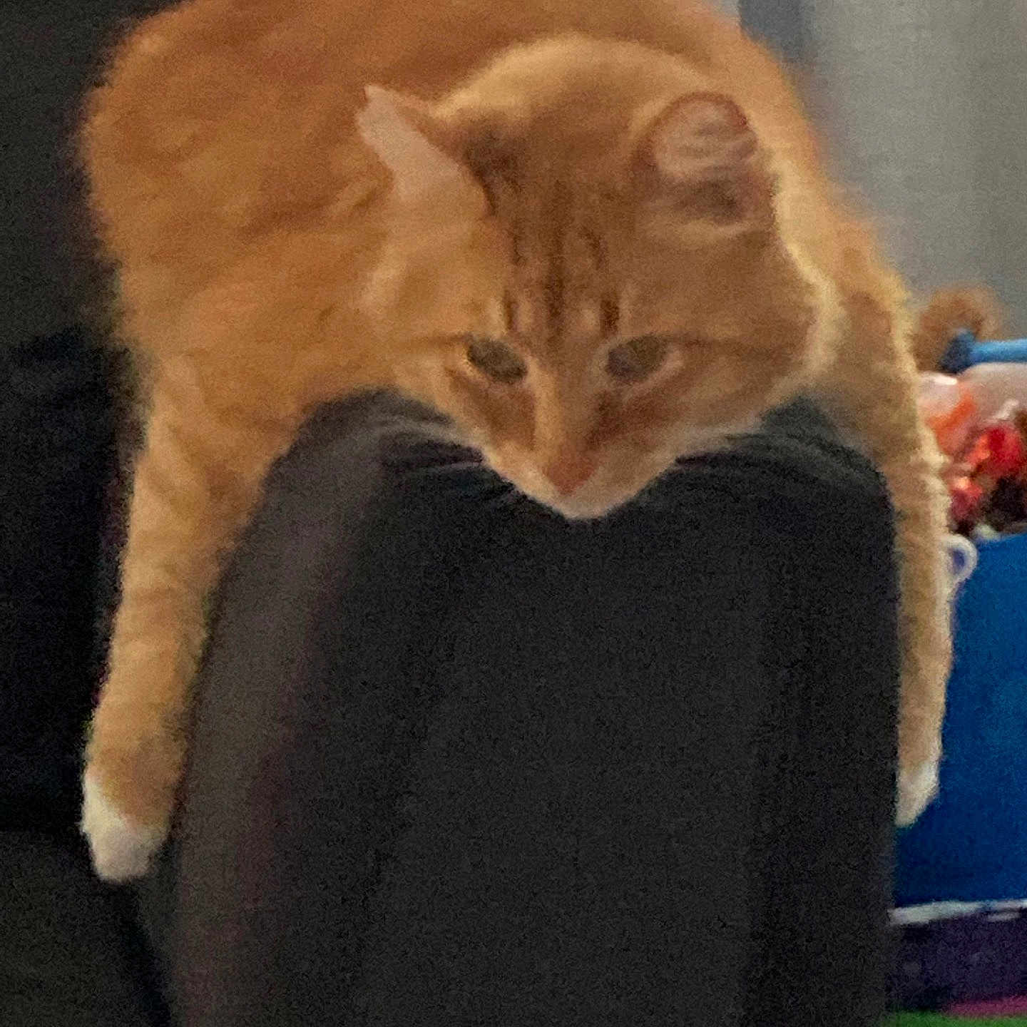 Carl is registered to the contest to win money with this photo: animal, background, casual, cat, colorful, couch, cozy, curious, domestic, feline, furniture, home, indoor, orange_tabby, pet, relaxed, resting, soft, sprawled, toy