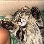 Ziggy is registered to the contest to win money with this photo: kitten, cat, sleeping, paw, tabby, feline, closeup, fur, pet, cute, relaxed, whiskers, nose, indoor, resting, soft, animal, mammal, young, adorable