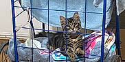 Ziggy joined the competition — help win amazing prizes! kitten, cat, tabby, pet, animal, indoor, cart, wireframe, blanket, towel, wooden_floor, curious, young, feline, resting, domestic, cute, fur, small, cozy