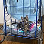kitten, cat, tabby, pet, animal, indoor, cart, wireframe, blanket, towel, wooden_floor, curious, young, feline, resting, domestic, cute, fur, small, cozy