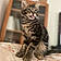 Ziggy