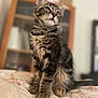 kitten, cat, tabby, fur, whiskers, bedspread, indoor, feline, pet, soft, blurred_background, curious, sitting, closeup, young, animal, cute, portrait, domestic, paws