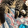Ziggy joined the competition — help win amazing prizes! cat, tabby_cat, sleeping, paws, fur, blanket, patterned_blanket, colorful, cozy, indoor, relaxed, pet, animal, whiskers, tail, phone, blue_glass, resting, closeup, domestic_cat