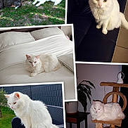 Duchesse participe au concours pour gagner de l'argent avec cette photo : cat, white_cat, tabby_cat, indoor, outdoor, sofa, bed, cat_tree, grass, chair, plant, pet, feline, fluffy, resting, collage, animal, home, relaxing, fur