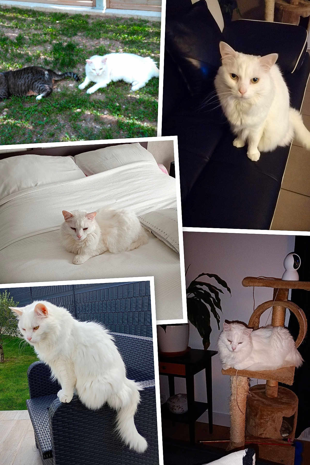 Duchesse