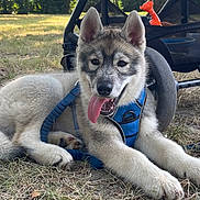 Volf a rejoint le concours — aidez-le/la à gagner de superbes lots ! animal, architecture, building, canine, dog, face, grass, head, husky, nature, outdoors, park, person, pet, photography, plant, portrait, puppy, shelter, vegetation