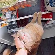 Leo joined the competition — help win amazing prizes! cat, orange_cat, pet, hand, refrigerator, food, eggs, lettuce, grocery, indoor, domestic, whiskers, fur, content, affection, kitchen, open_fridge, human_hand, animal, cute