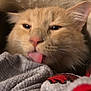 Leo is registered to the contest to win money with this photo: cat, orange_cat, tongue_out, close_up, fluffy, pet, animal, cozy, blanket, soft_texture, sleepy, cute, feline, indoor, resting, whiskers, pink_nose, ears, face, fur