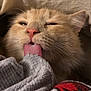 Leo joined the competition — help win amazing prizes! cat, tongue, close_up, orange_cat, pet, animal, fabric, texture, cute, playful, whiskers, nose, ears, relaxed, indoor, cozy, sleepy, soft, feline, licking