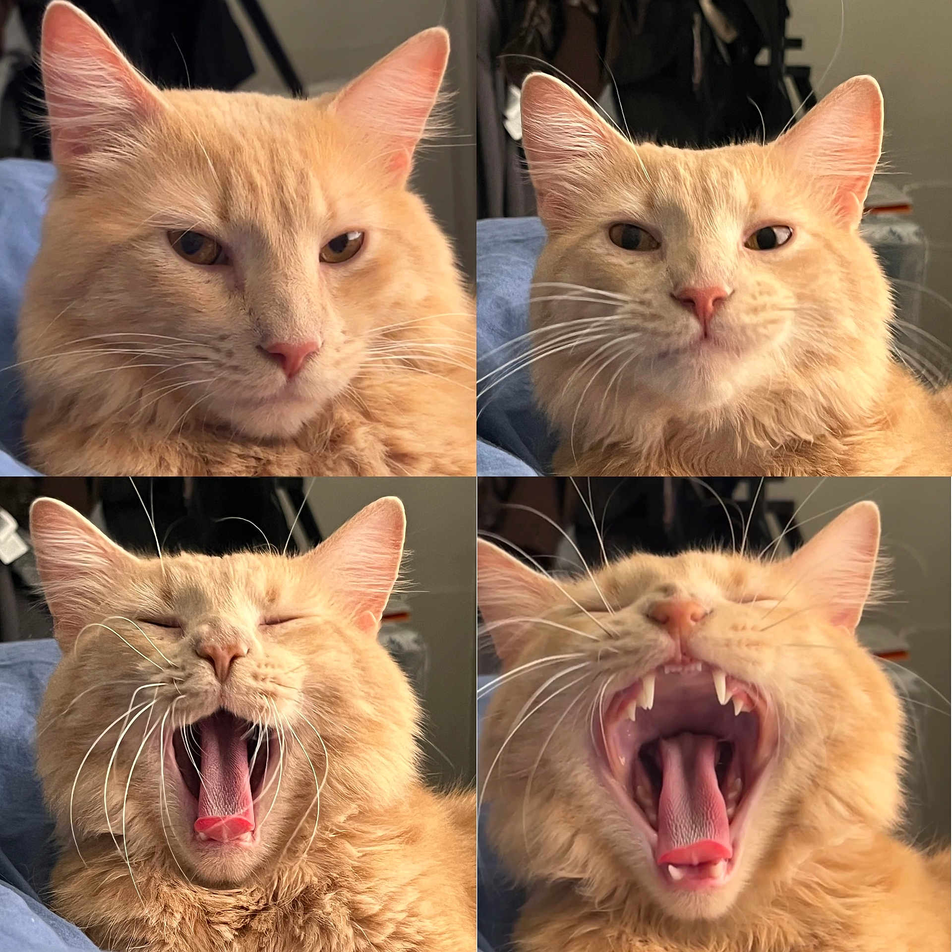 Leo joined the competition — help win amazing prizes! animal, cat, close_up, cozy, cute, ears, expression, feline, fur, indoor, mouth_open, orange_cat, pet, pink_nose, portrait, relaxed, sleepy, teeth, whiskers, yawning
