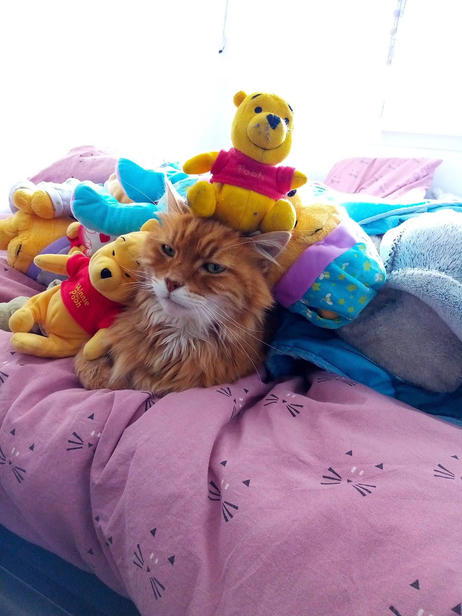 Miaou a rejoint le concours — aidez-le/la à gagner de superbes lots ! bed, bed_sheet, canidae, carnivore, cat, felidae, fur, furniture, kitten, pink, small_to_medium_sized_cats, tabby_cat, textile, whiskers