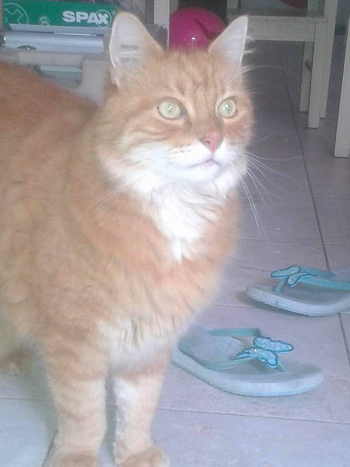 Miaou a rejoint le concours — aidez-le/la à gagner de superbes lots ! aegean_cat, asian_semi_longhair, carnivore, cat, cymric, domestic_long_haired_cat, domestic_short_haired_cat, fawn, felidae, kitten, maine_coon, mammal, norwegian_forest_cat, persian, siberian, small_to_medium_sized_cats, tail, turkish_angora, vertebrate, whiskers