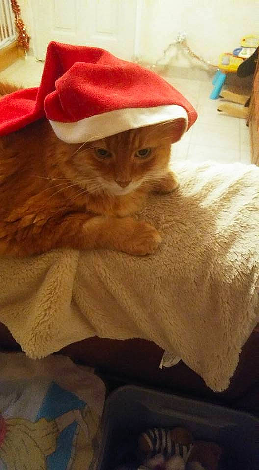 Miaou a rejoint le concours — aidez-le/la à gagner de superbes lots ! carnivore, cat, fawn, felidae, fur, hat, small_to_medium_sized_cats, whiskers