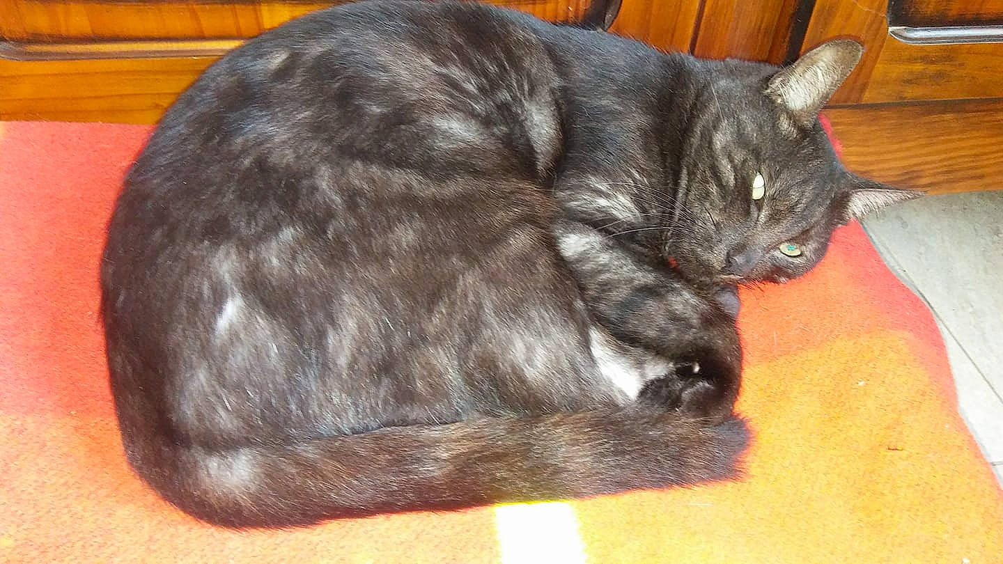 Karbon participe au concours pour gagner de l'argent avec cette photo : asian, black_cat, carnivore, cat, cat_bed, chartreux, domestic_short_haired_cat, european_shorthair, felidae, fur, korat, mammal, nap, nebelung, paw, russian_blue, small_to_medium_sized_cats, snout, tail, whiskers