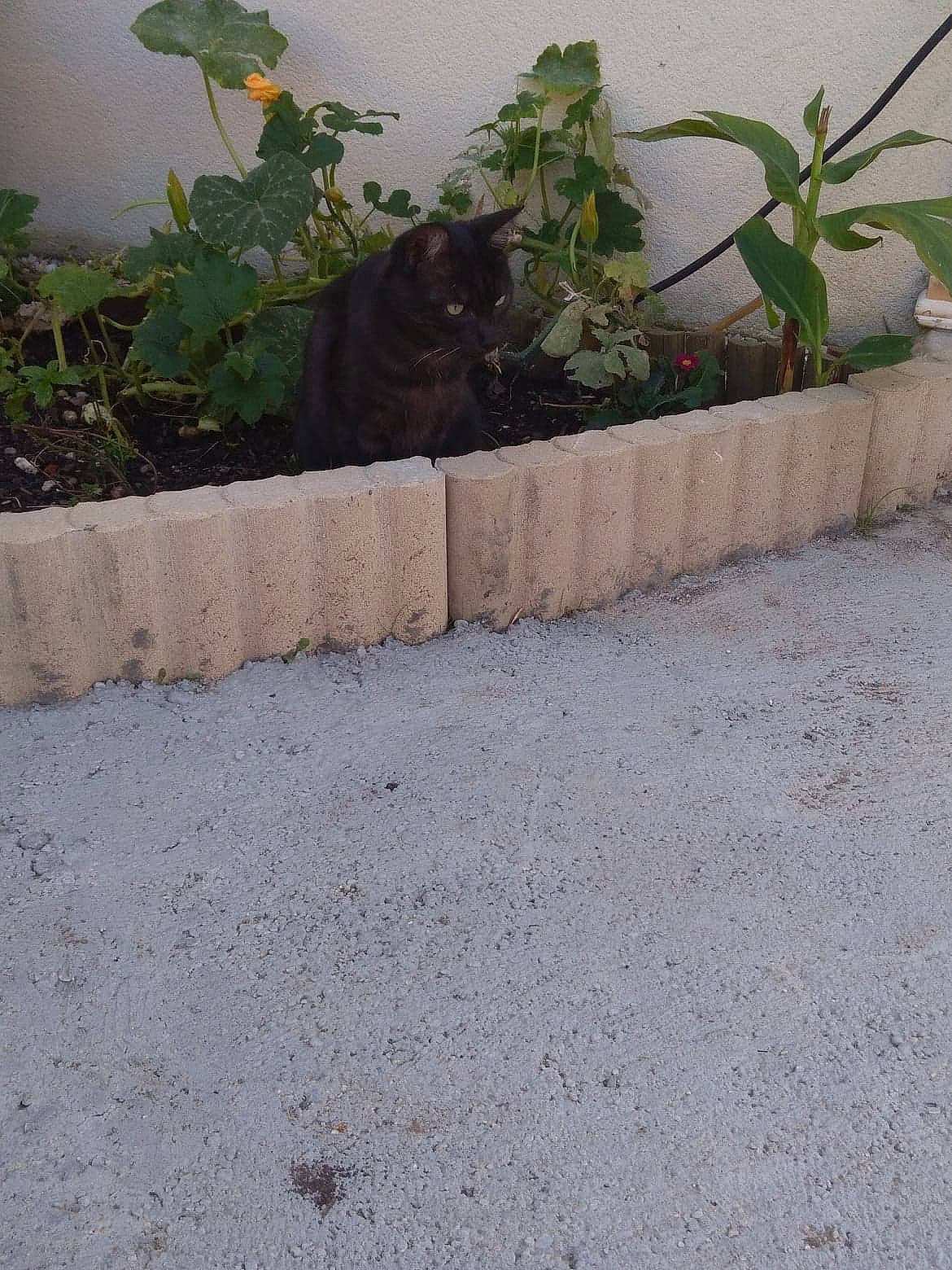 Karbon a rejoint le concours — aidez-le/la à gagner de superbes lots ! concrete, curb, flower, flowerpot, grass, herb, landscape, plant, road_surface, soil, wall