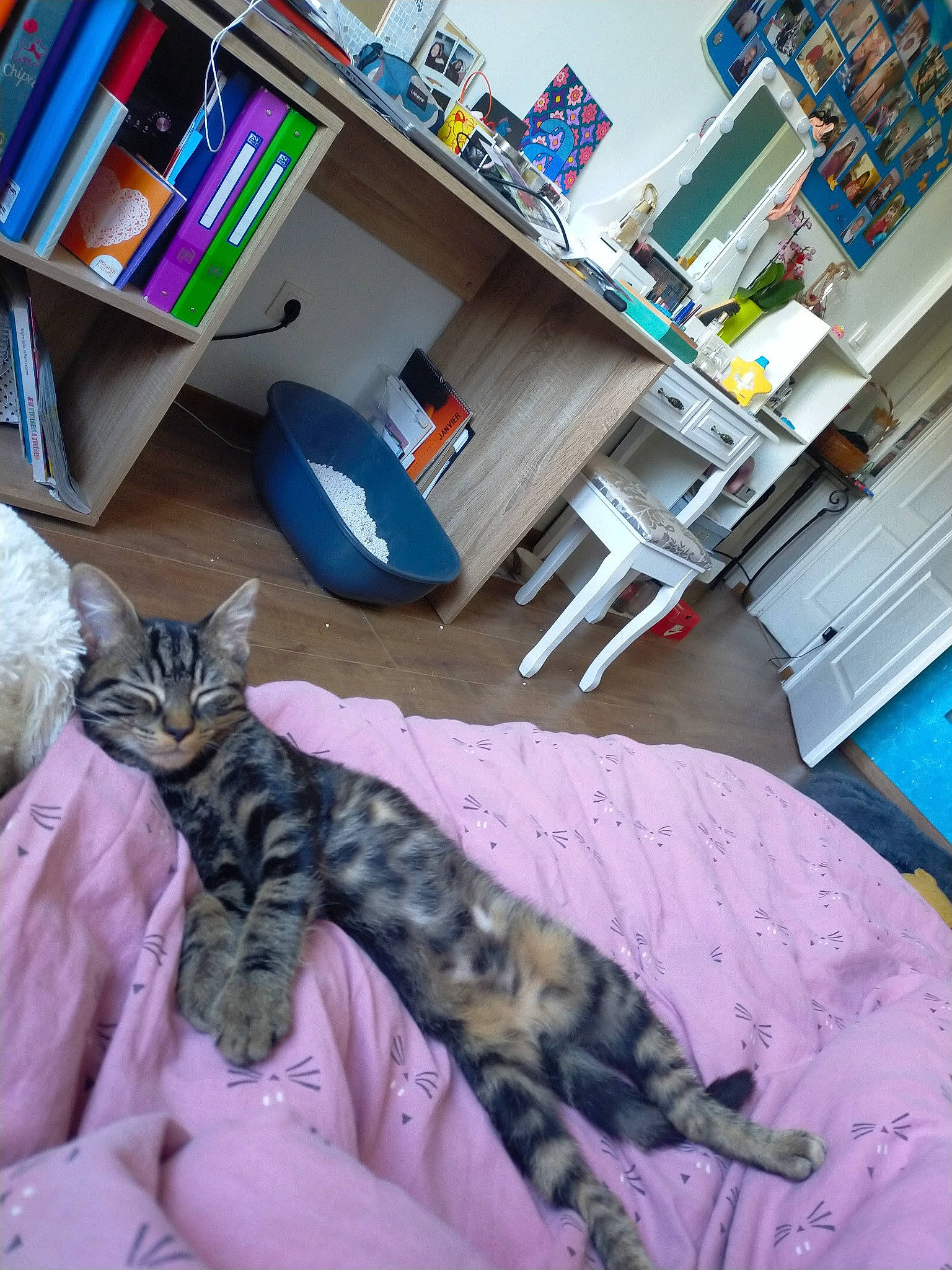 Sully a rejoint le concours — aidez-le/la à gagner de superbes lots ! book, bookcase, carnivore, cat, comfort, domestic_short_haired_cat, felidae, floor, flooring, fur, hardwood, paw, publication, room, shelf, shelving, small_to_medium_sized_cats, table, tail, whiskers