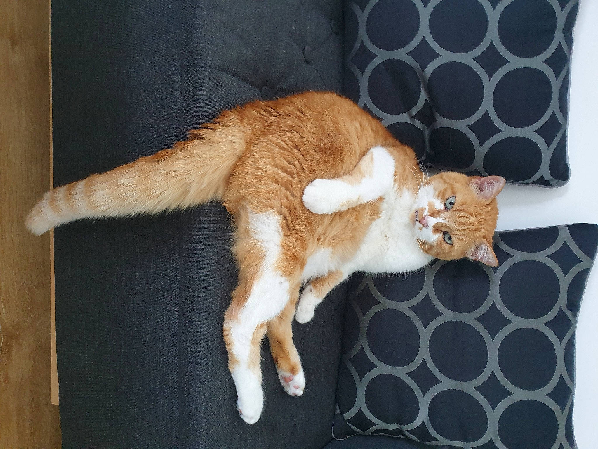 Roukin participe au concours pour gagner de l'argent avec cette photo : aegean_cat, carnivore, cat, claw, domestic_short_haired_cat, european_shorthair, fawn, felidae, fur, mammal, paw, polydactyl_cat, small_to_medium_sized_cats, tabby_cat, tail, whiskers