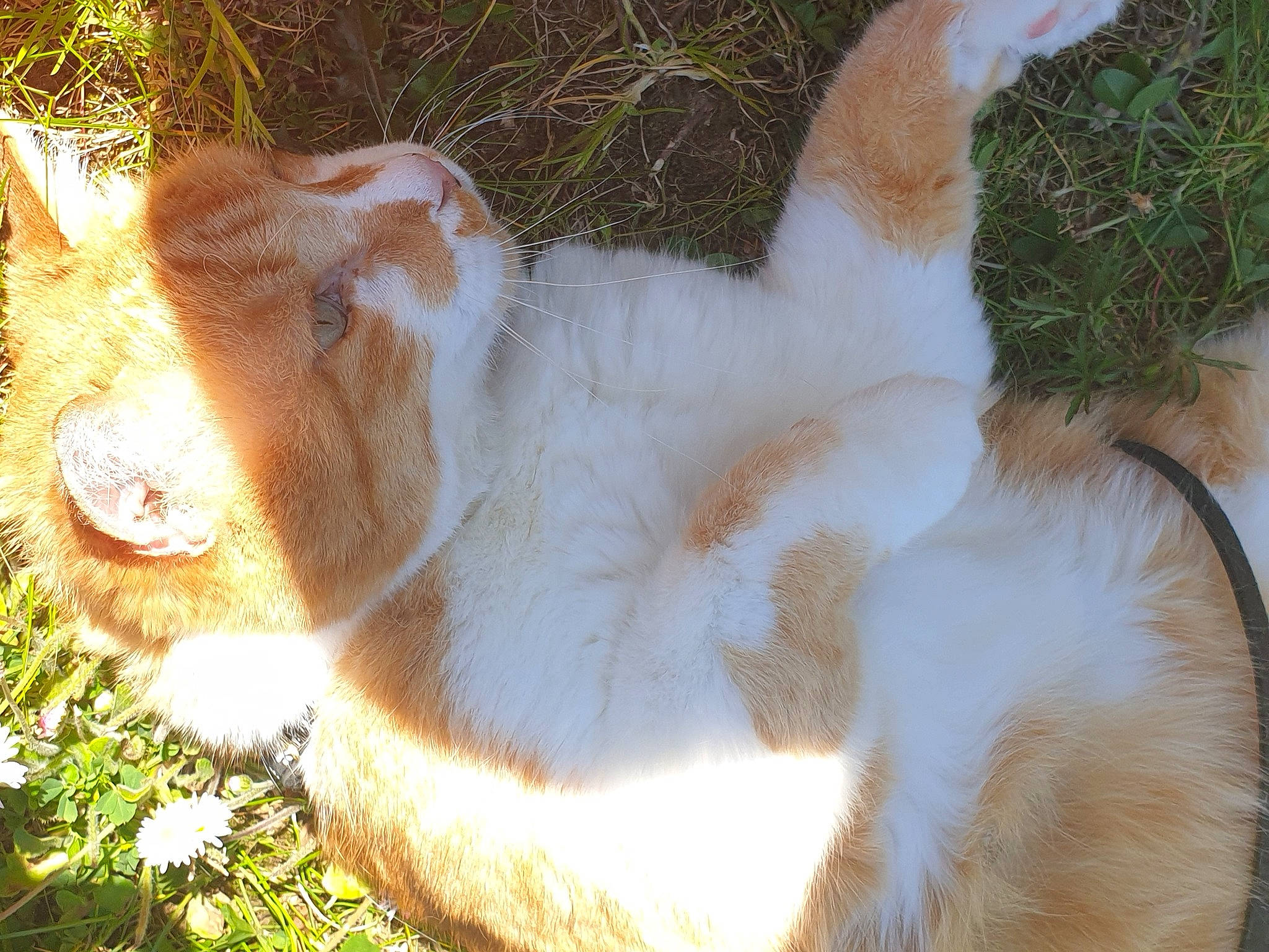 Roukin participe au concours pour gagner de l'argent avec cette photo : canidae, carnivore, cat, companion_dog, dog_breed, fawn, felidae, fur, grass, small_to_medium_sized_cats, snout, sporting_group, tail, whiskers