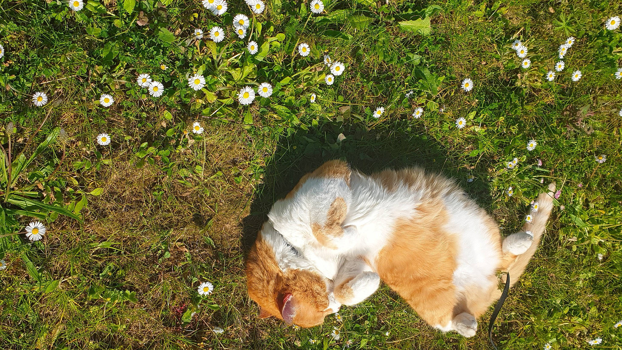 Roukin participe au concours pour gagner de l'argent avec cette photo : canidae, carnivore, cat, companion_dog, dog_breed, european_shorthair, felidae, fur, grass, plant, small_to_medium_sized_cats, sporting_group, tail, tree, whiskers