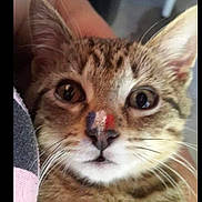 Melba a rejoint le concours — aidez-le/la à gagner de superbes lots ! abyssinian, animal, cat, egyptiancat, face, head, kitten, manx, ocelot, person, pet, photography, portrait, siamese