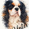 animal, art, artistic, black, brown, canine, cavalier_king_charles_spaniel, closeup, cute, dog, expression, face, fur, head, paint, paint_splatter, pet, portrait, watercolor, white