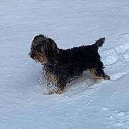 Sir Jax joined the competition — help win amazing prizes! animal, black_brown_fur, cold, collar, companion, dog, footprints, furry_dog, long_hair, outdoor, pet, playful, side_profile, small_dog, snow, snowy_ground, standing, tail_up, wet_fur, winter