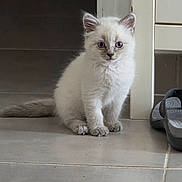 Cooky a rejoint le concours — aidez-le/la à gagner de superbes lots ! kitten, cat, indoor, floor, tile, blue_eyes, white_fur, pet, cute, animal, young, sitting, curious, domestic, fur, whiskers, ears, tail, slippers, doorway