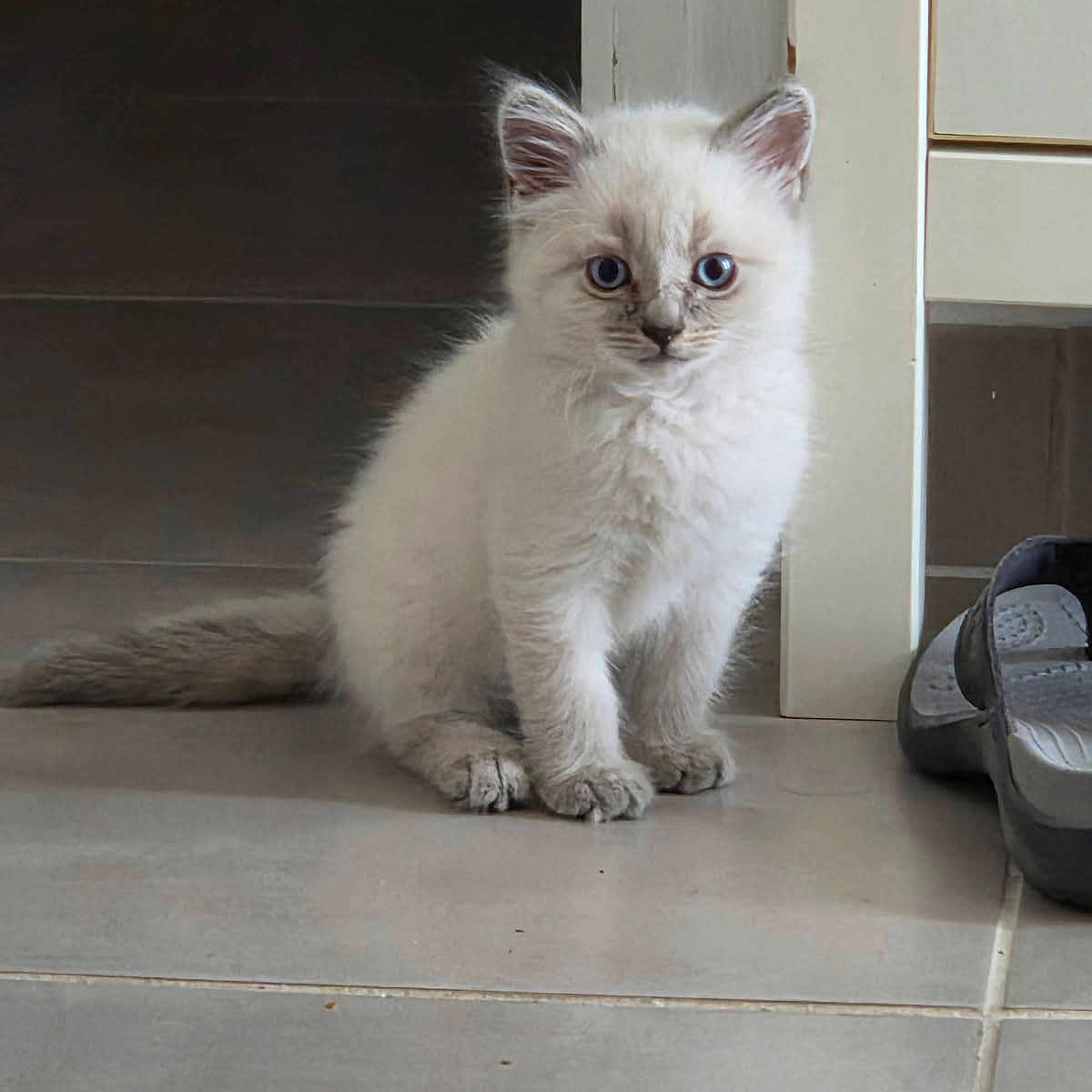 Cooky a rejoint le concours — aidez-le/la à gagner de superbes lots ! kitten, cat, indoor, floor, tile, blue_eyes, white_fur, pet, cute, animal, young, sitting, curious, domestic, fur, whiskers, ears, tail, slippers, doorway