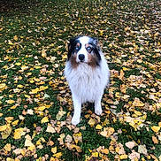 Arnaud Reiminger participe au concours pour gagner de l'argent avec cette photo : dog, australian_shepherd, blue_eyes, fluffy, autumn_leaves, grass, outdoor, nature, fall, pet, animal, canine, leaf_litter, park, standing, looking, fur, white, brown, black