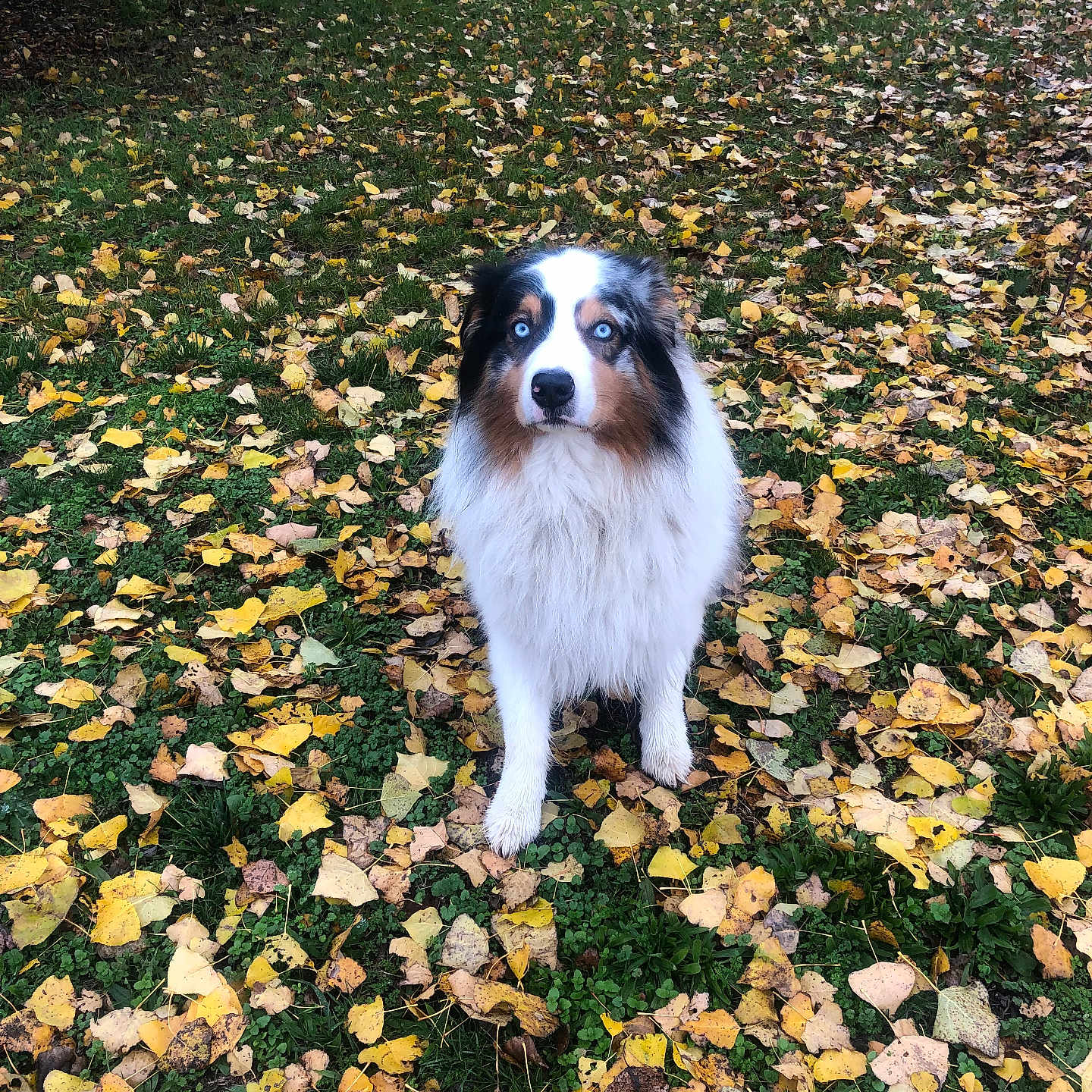 Arnaud Reiminger participe au concours pour gagner de l'argent avec cette photo : animal, australian_shepherd, autumn_leaves, black, blue_eyes, brown, canine, dog, fall, fluffy, fur, grass, leaf_litter, looking, nature, outdoor, park, pet, standing, white