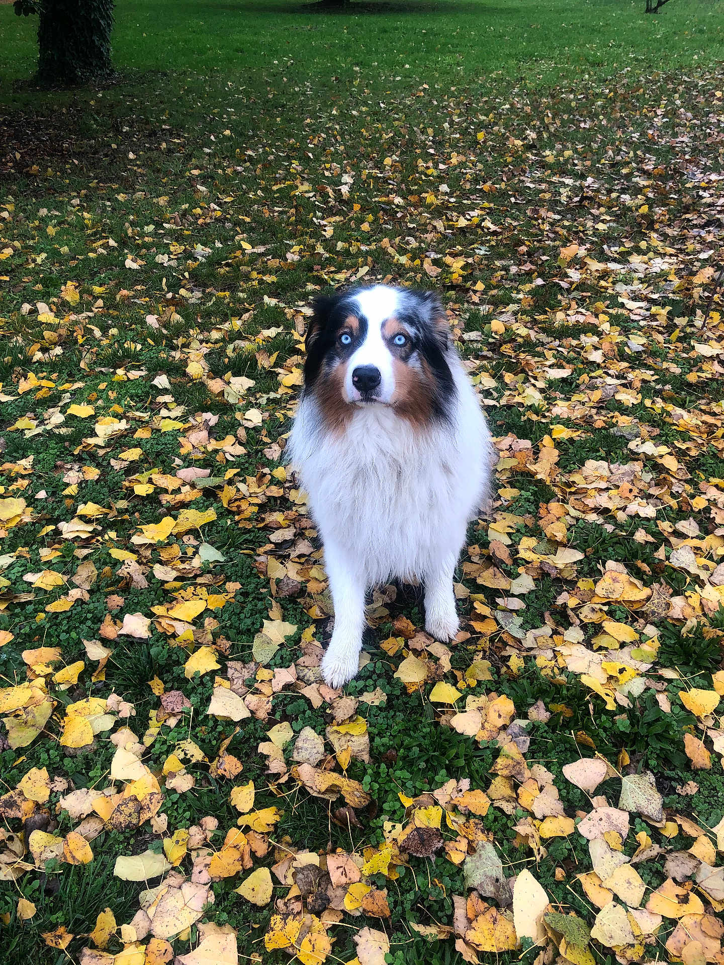 Arnaud Reiminger participe au concours pour gagner de l'argent avec cette photo : dog, australian_shepherd, blue_eyes, fluffy, autumn_leaves, grass, outdoor, nature, fall, pet, animal, canine, leaf_litter, park, standing, looking, fur, white, brown, black