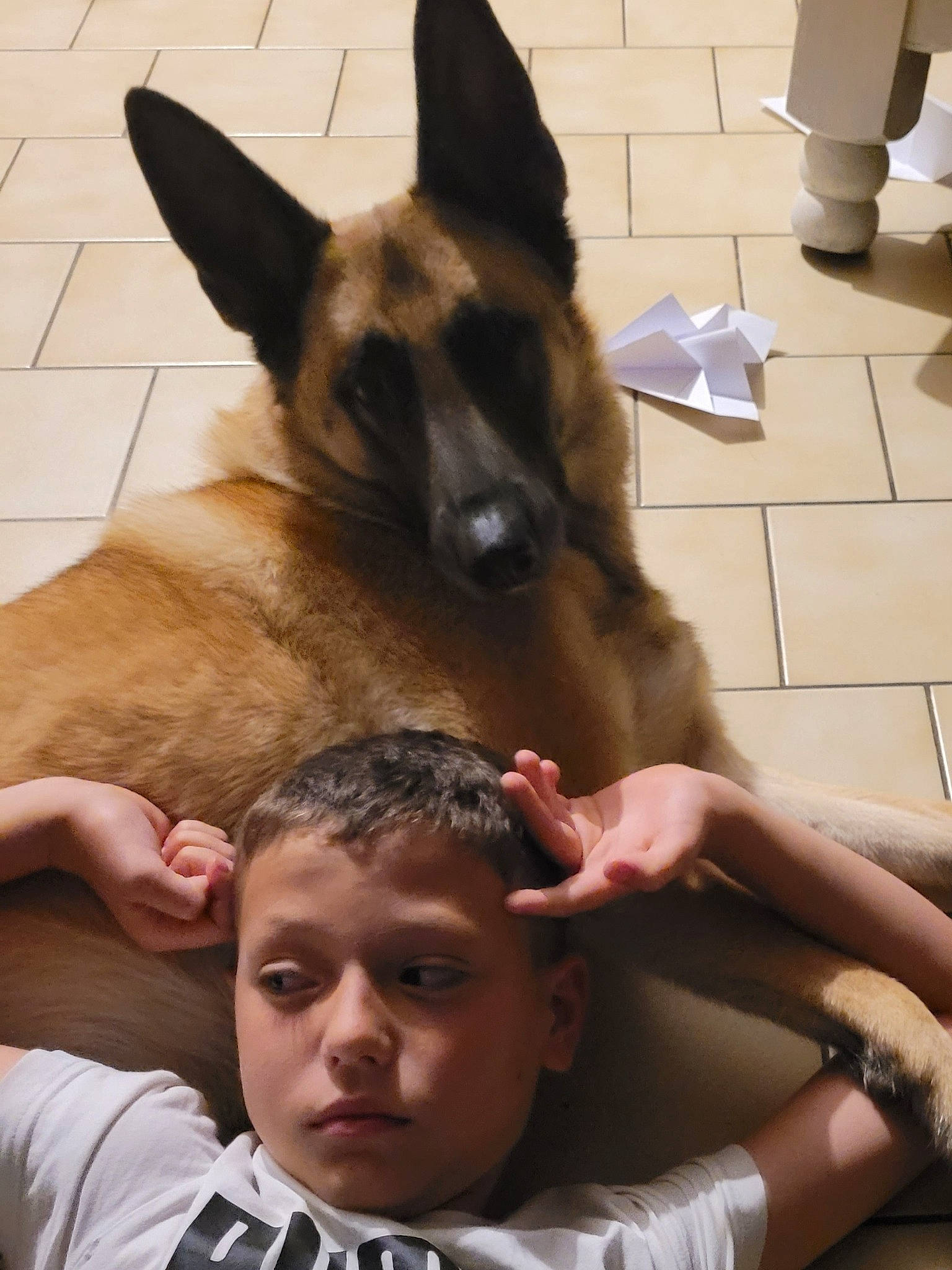 Dahlia participe au concours pour gagner de l'argent avec cette photo : carnivore, companion_dog, dog, dog_breed, east_european_shepherd, fawn, fur, german_shepherd_dog, gesture, happy, herding_dog, king_shepherd, old_german_shepherd_dog, paper_towel, photograph, snapshot, snout, sporting_group, t_shirt, watch