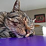 animal_face, blurred_background, cat, close_up, cozy, domestic_animal, feline, fur, indoor, muzzle, nap, peaceful, pet, purple_surface, quiet, resting, sleeping, soft_light, tabby_cat, whiskers