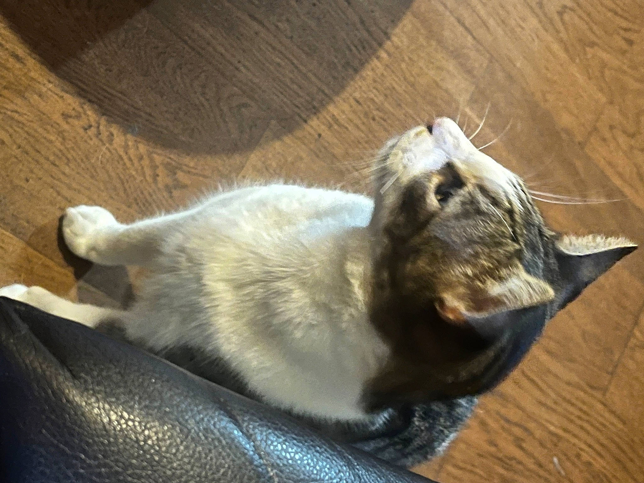 Rambo is registered to the contest to win money with this photo: carnivore, cat, comfort, dog_breed, domestic_short_haired_cat, felidae, fur, hardwood, nap, paw, small_to_medium_sized_cats, tail, whiskers, wood