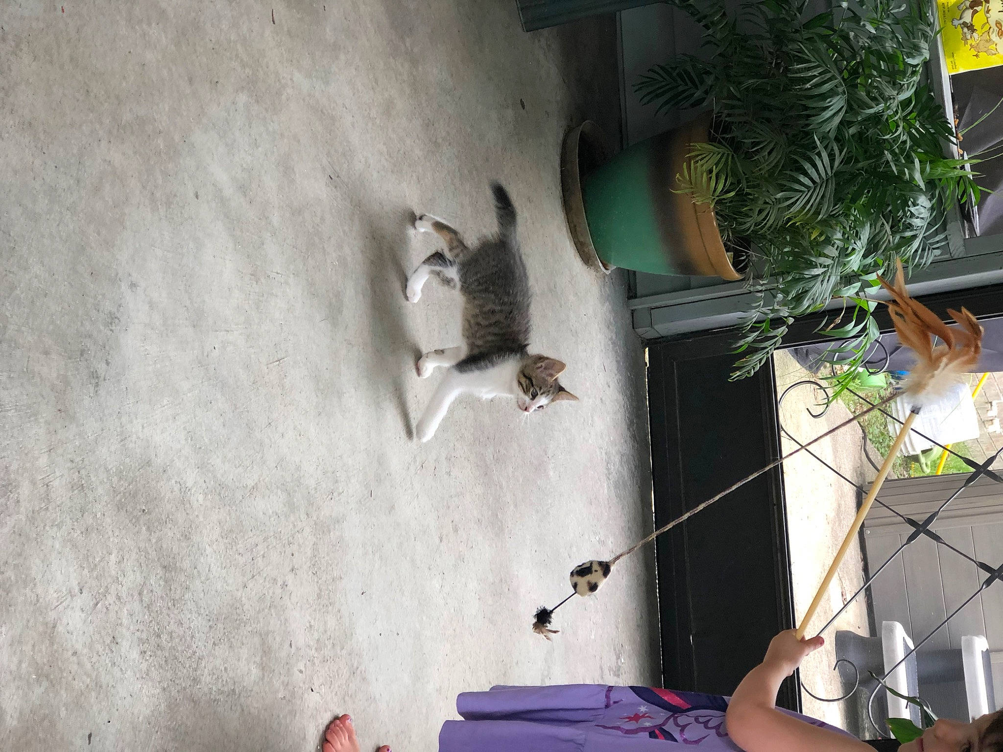 Rambo is registered to the contest to win money with this photo: arecales, bird, building, chair, concrete, flooring, flowerpot, house, houseplant, landscape, leisure, palm_tree, plant, room, shadow, tail, tree, wall, window, wood